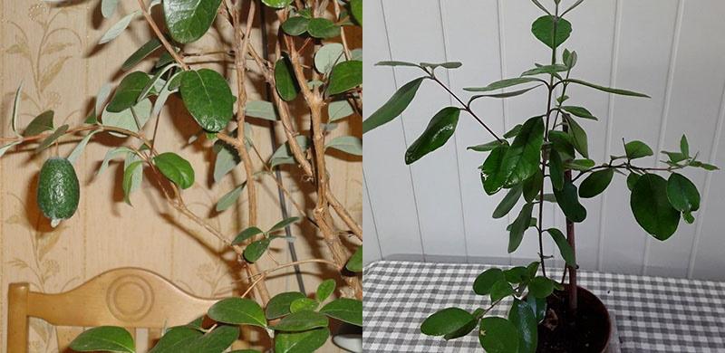 Feijoa kamerplant draagt ​​vrucht