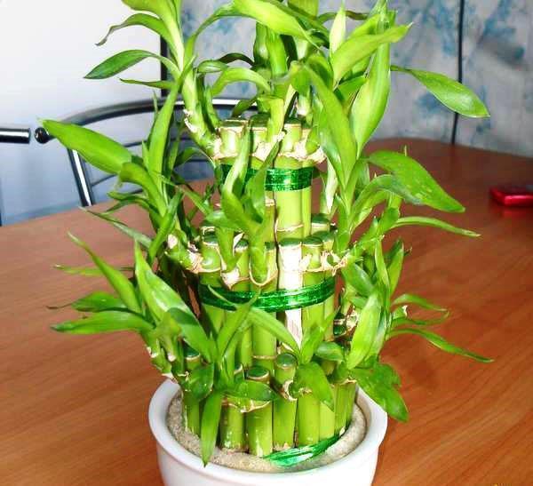 De bamboe van geluk - dracaena Sandera