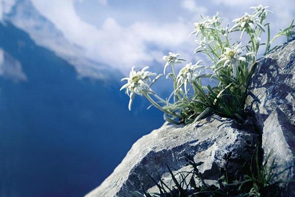 bergbloem edelweiss