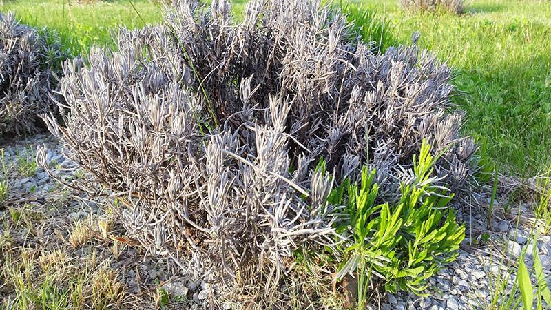 oštećen grm lavande