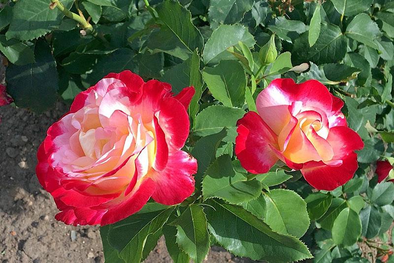vrtna dekoracija ruža dvostruko zadovoljstvo
