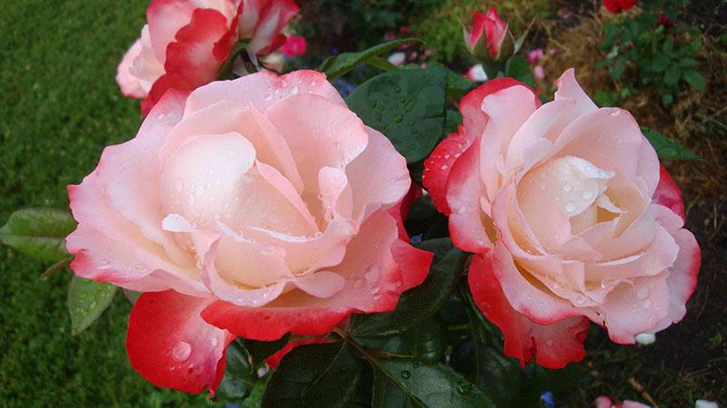 čajno-hibridna ruža nostalgije
