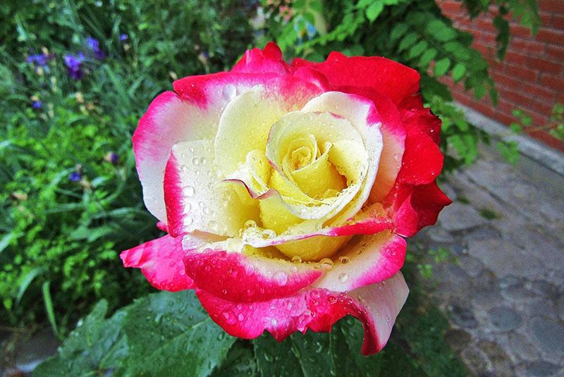 het geheim van het kweken van een roos