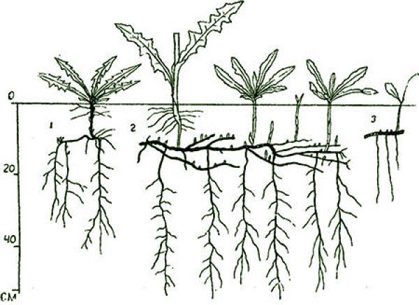 biljka sa snažnim korijenovim sustavom