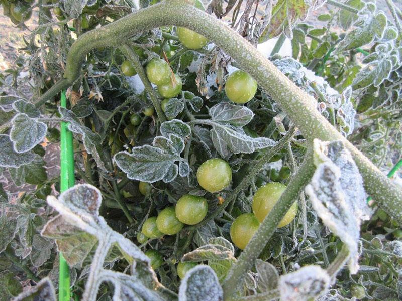 rajčice nakon mraza