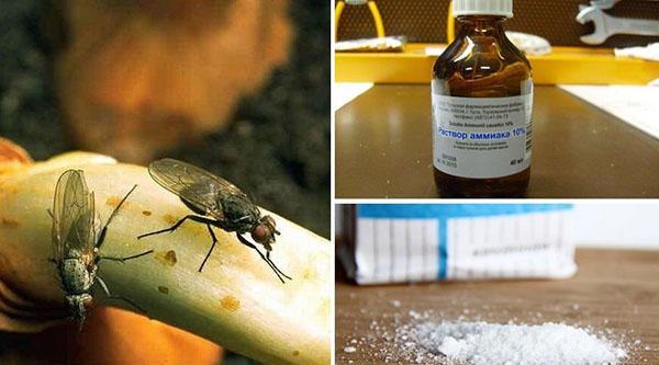 narodni lijekovi za suzbijanje muhe mrkve