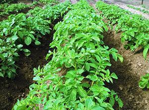 Aardappelaanplant beschermd tegen de coloradokever