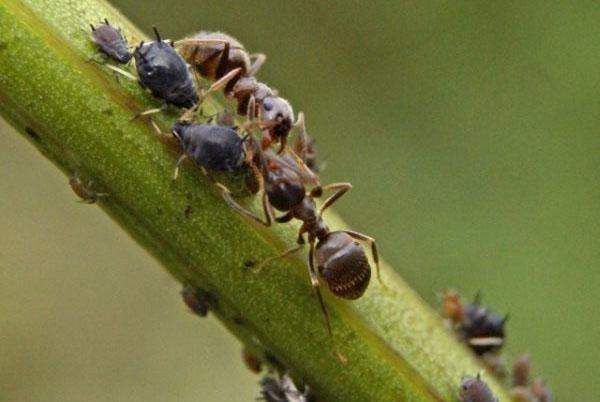 mravi jedu štetočine