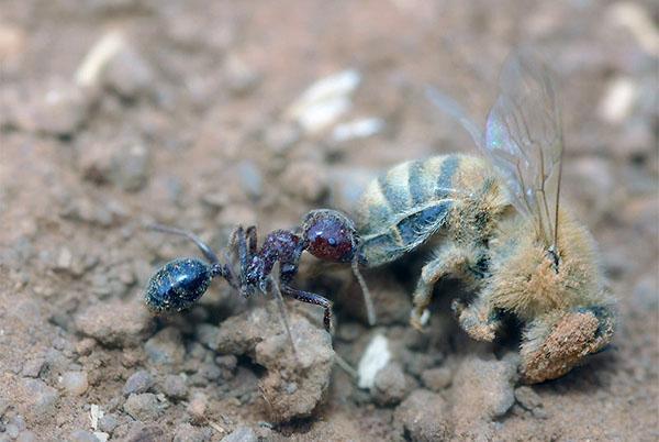mieren zijn een bedreiging voor bijen