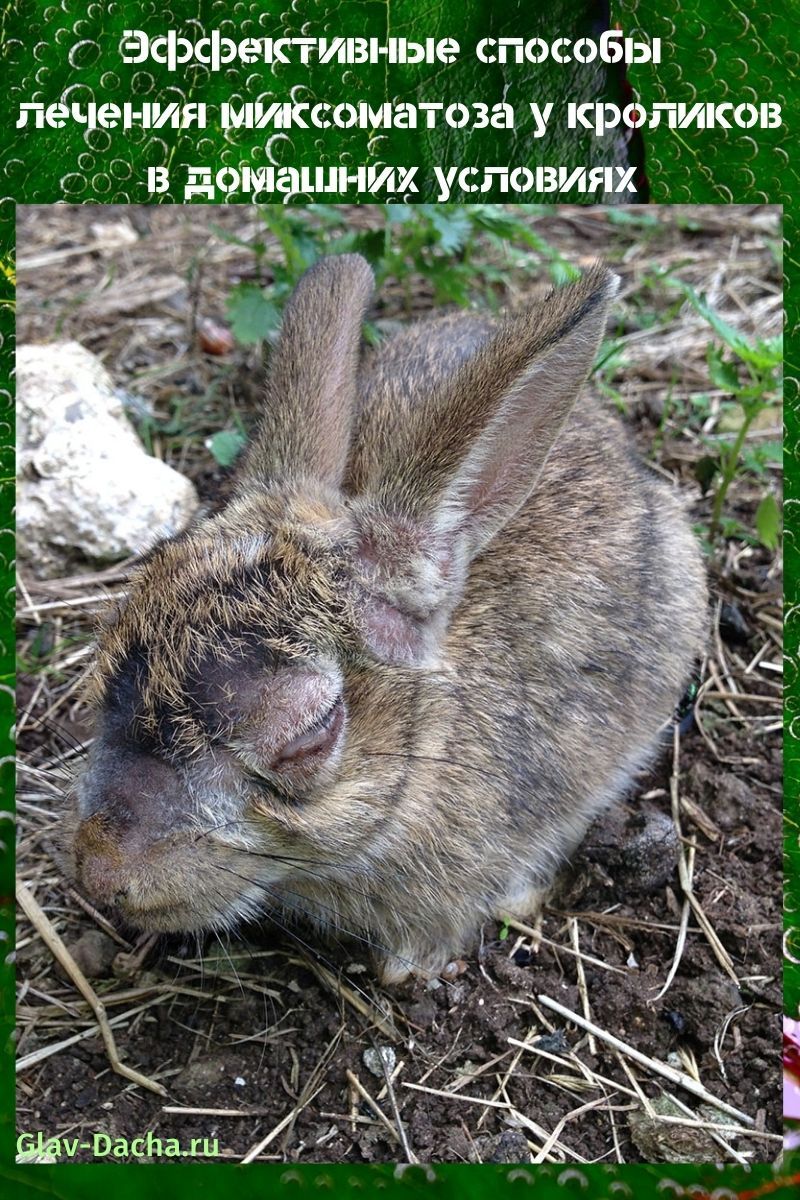 Behandeling van myxomatose bij konijnen thuis