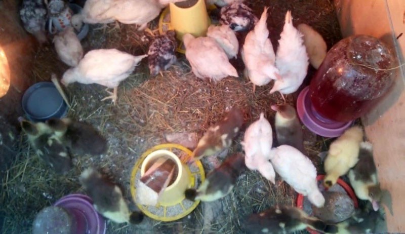 kippen drinken met kaliumpermanganaat