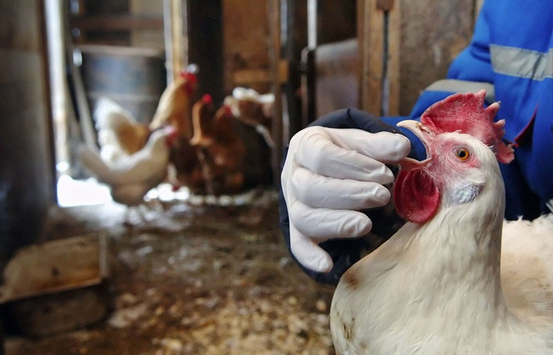 behandeling van diarree bij kippen met folkremedies