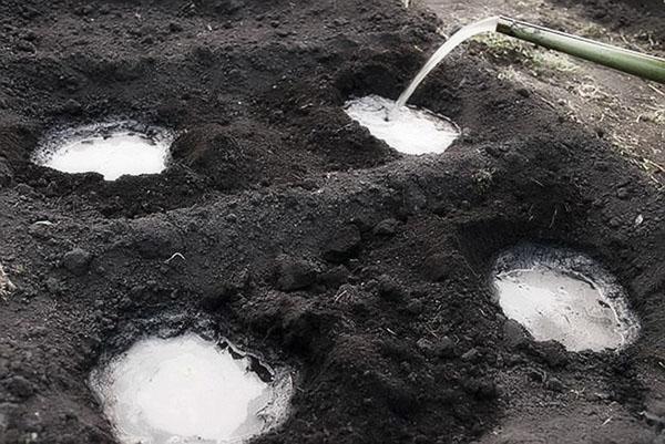 de grond met ammoniak morsen voordat zaailingen worden geplant