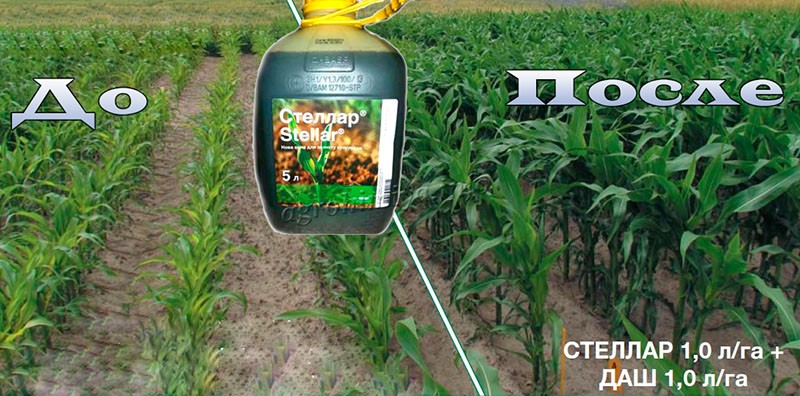 herbicid Stellar za kukuruz