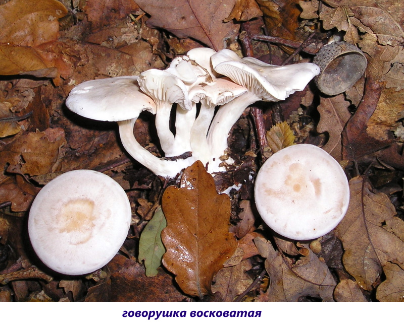 gljiva govorushka fotografija i opis otrovna govorushka voštana