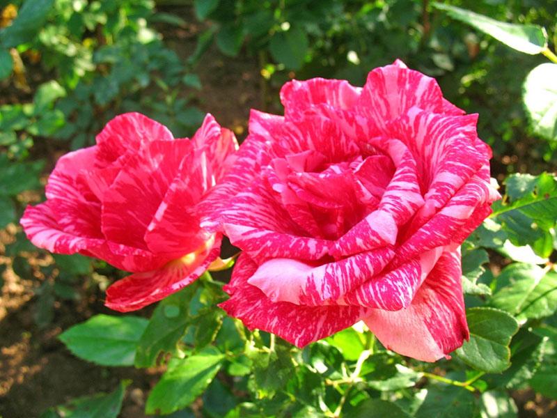 hibridna čajna ruža Pink Intuition