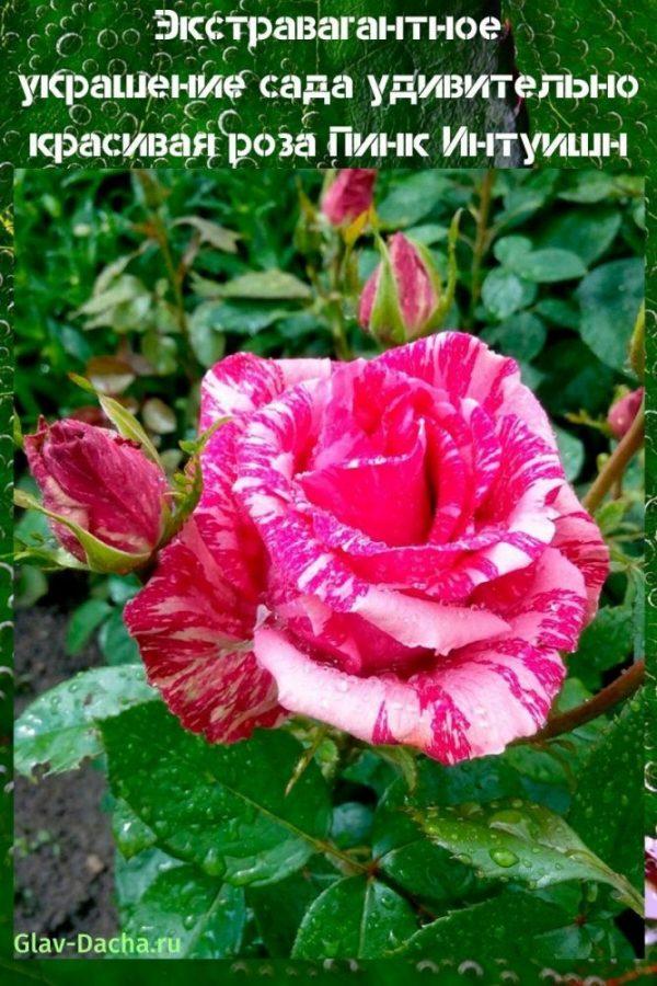 ruža Ružičasta Intuicija