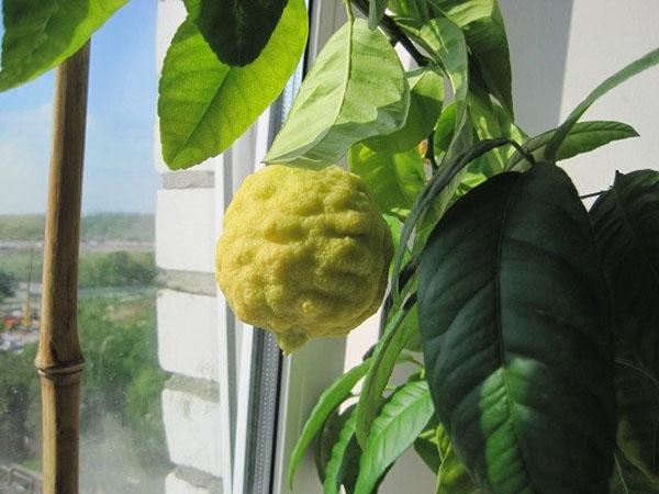 citron kod kuće na prozorskoj dasci