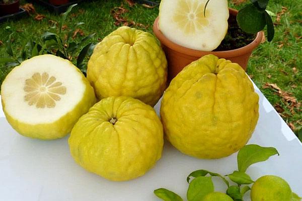 sjeckano voće citrona