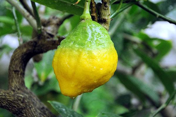 značajke njege citrona
