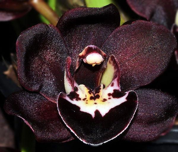 blisko poznanstvo s crnom orhidejom