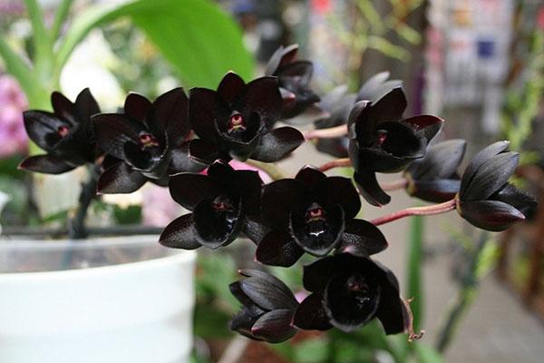 njega crnih orhideja