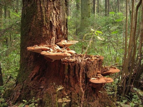 houtige paddenstoelen