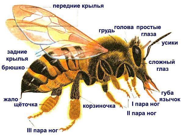 struktura pčela
