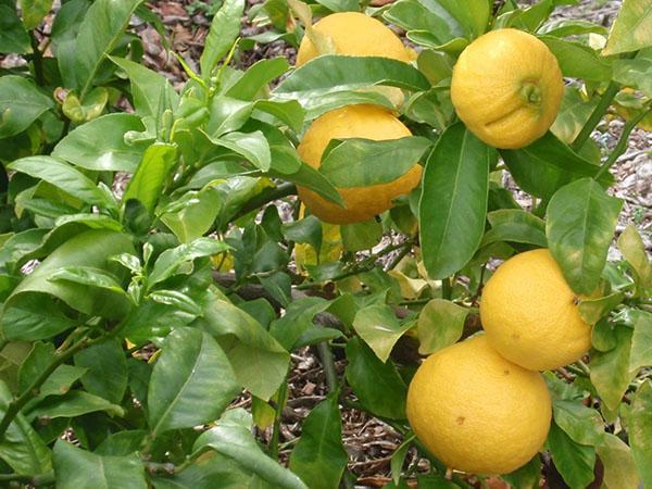 narančasti bergamot