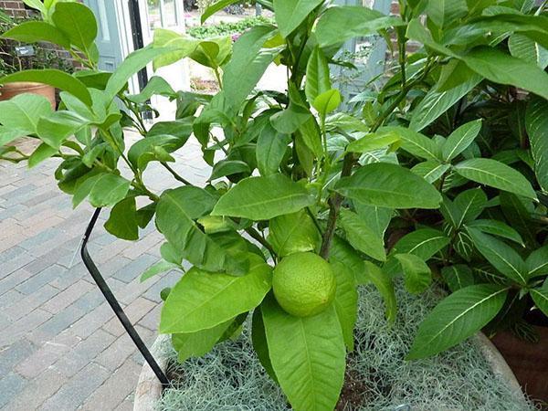 uzgoj bergamota kod kuće