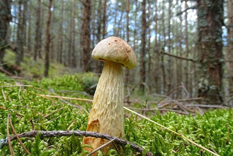 gljive u Kalinjingradskoj oblasti fotografija i opis