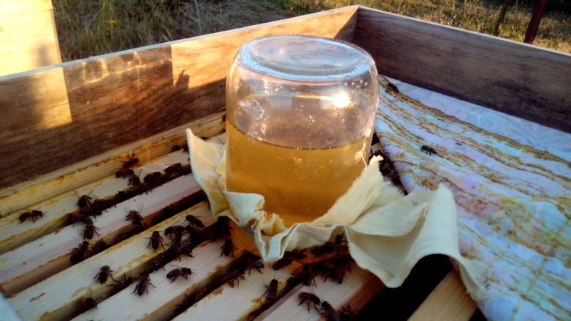 hranjenje pčela
