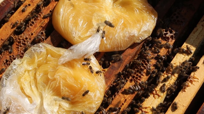 kako hraniti pčele starim medom