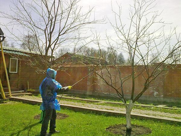 tuinbehandeling met ureum in het voorjaar