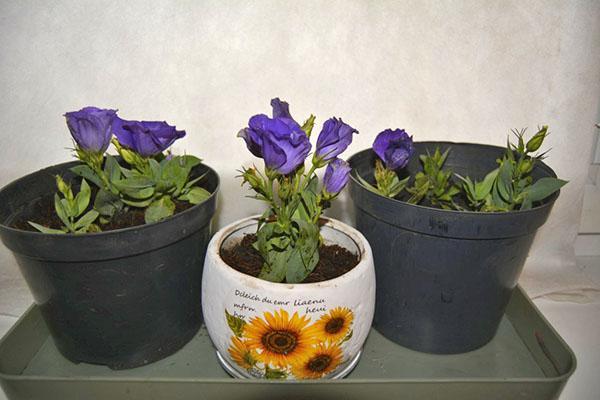 planten verplanten in ruime potten