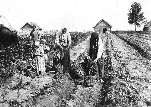 Seljaci uče uzgajati krumpir