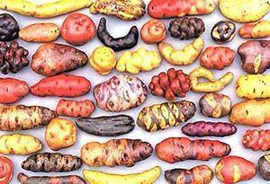 De eeuwenoude geschiedenis van aardappelen