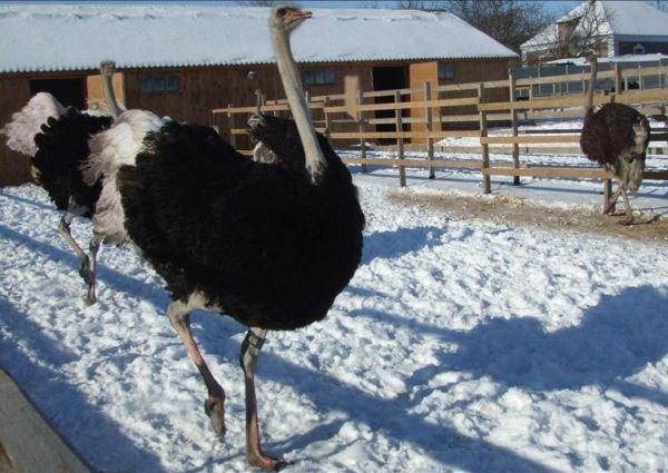 Struisvogels in de winter