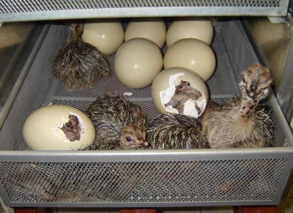 Inkubacija nojevih jaja