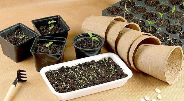 uzgoj sadnica u mini gredicama