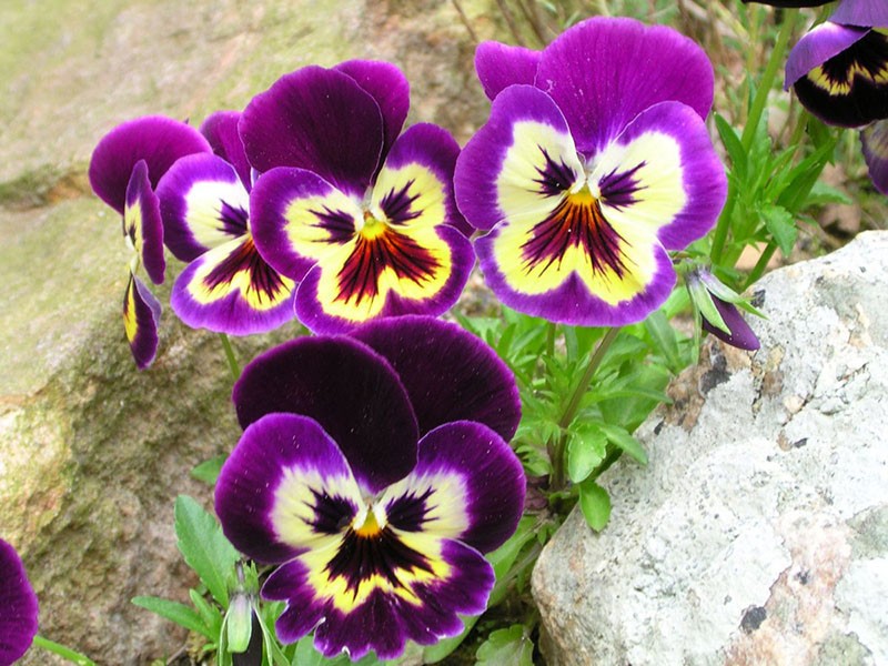 Vittrock-viooltjes kweken
