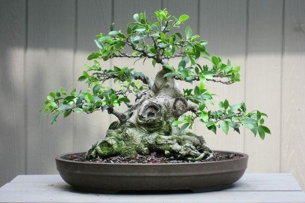 bonsai formatie