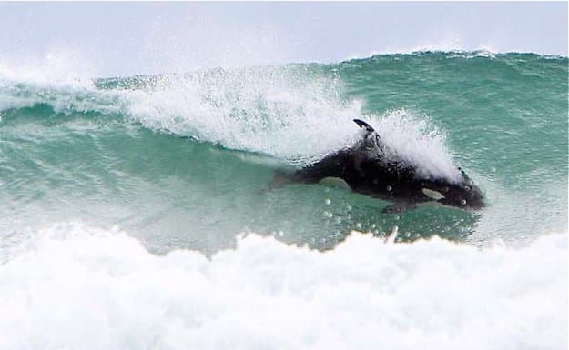 12nov10 - Orca valp som surfer i Sandy Bay, Northland, NZ. BILDE/Copyright Michael Cunningham OBLIGATORISK: Fotokreditt, INGEN beskjæring, INGEN Bildehåndtering, KUN brukes med tillatelse fra fotograf/Michael Cunningham.