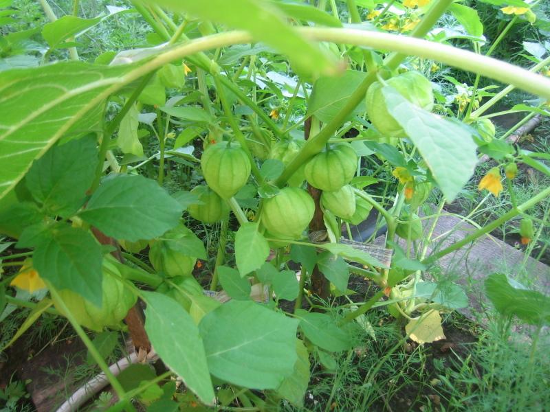 Uzgoj i njega jagoda Physalis na otvorenom polju