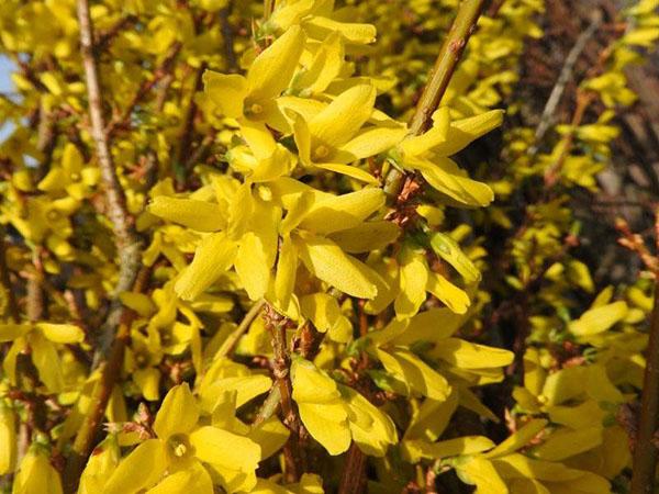 forsythia lynwood gouden bloemen