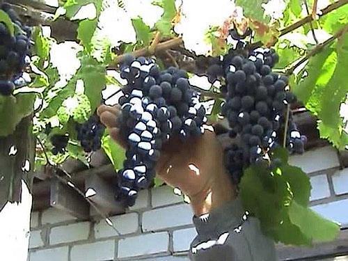 Zdravo grožđe