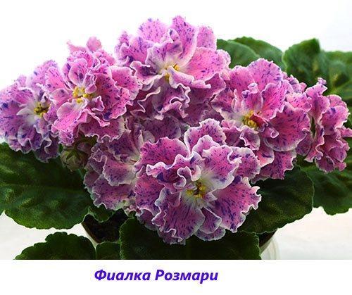 Violette rozemarijn