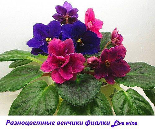 Veelkleurige bloemkronen van viooltjes Levende draad