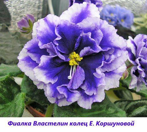 Violet Lord of the Rings E. Korshunova