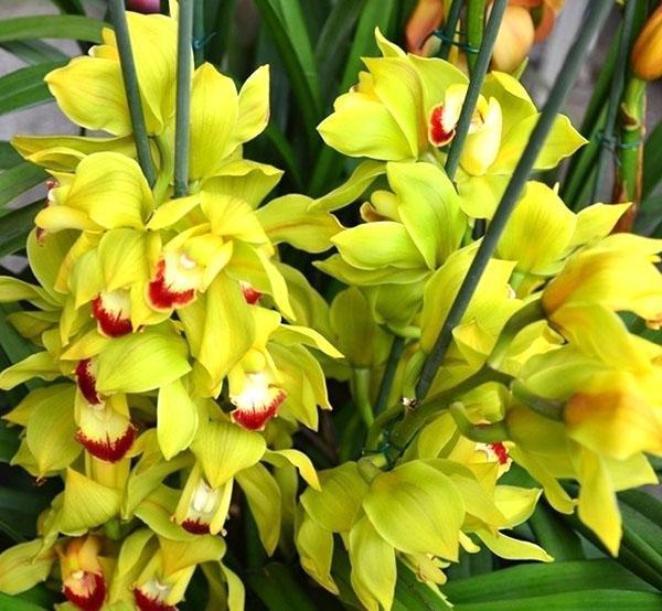 Cymbidium orchidee tijdens de bloei